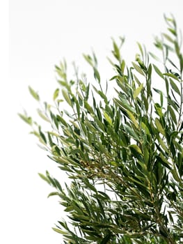 Olive tree branches isolated on white background