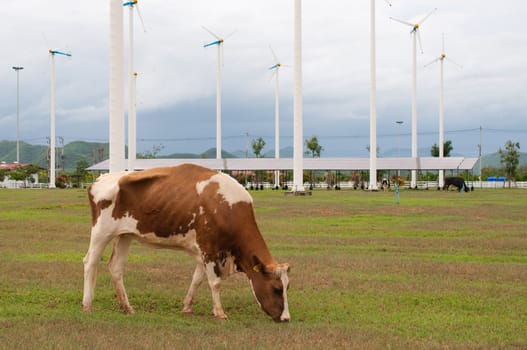 Cows on green meadow 