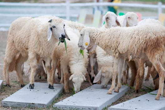 This picture  is sheeps in a farm