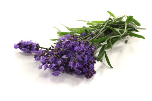 fresh purple lavender with flowers and leaves on a light background