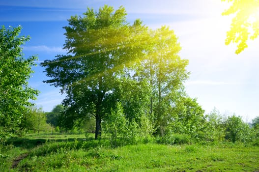 Morning at sunny summer forest