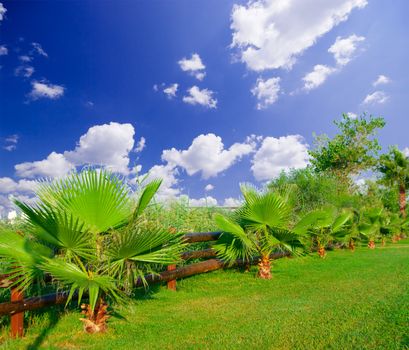 Garden with palm-trees under blue sky