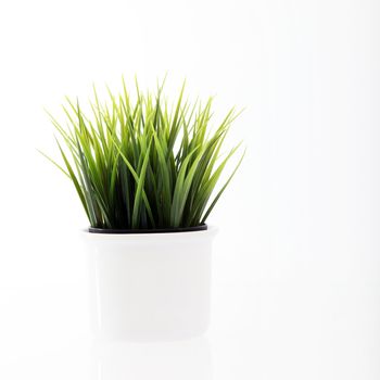 A blank white pot with lush green growth of young grass isolated on white in a wellbeing, health and ecology concept