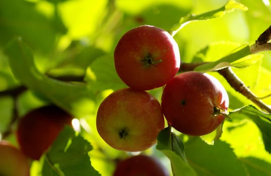 Apple tree. Diet, fresh and healthy.