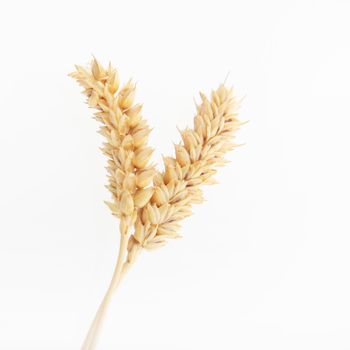 Two ears of ripe wheat isolated on white