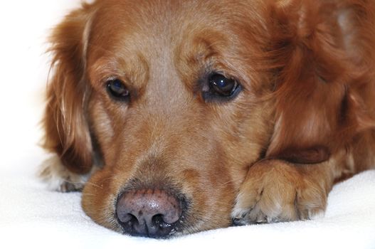 Golden retriever dog lying with sad face. Worried and thinking.
