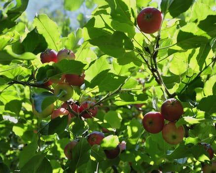 Apple tree. Diet, fresh and healthy.