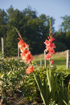 Gladioli growing in a garden in Switzerland