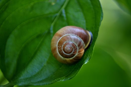 Snail in green leaf. Macro view.