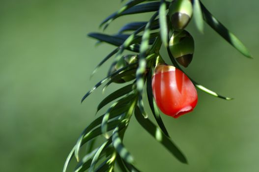 Red fruit pine tree. Close up.