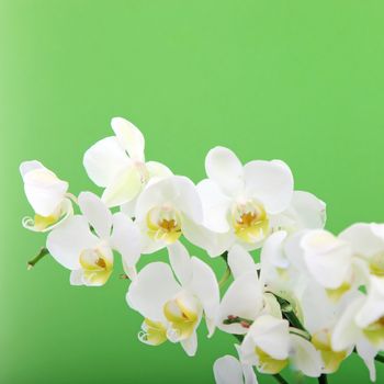 Spikes of ornamental fresh white orchids on a square format green background