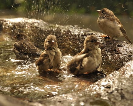 Birds taking a bath. During summer in rock fountain. Happy and fun.
