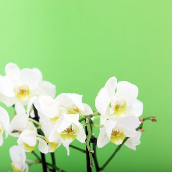 Bouquet of fresh white orchid flowers against a green background.