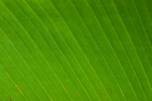 green banana leaf texture background