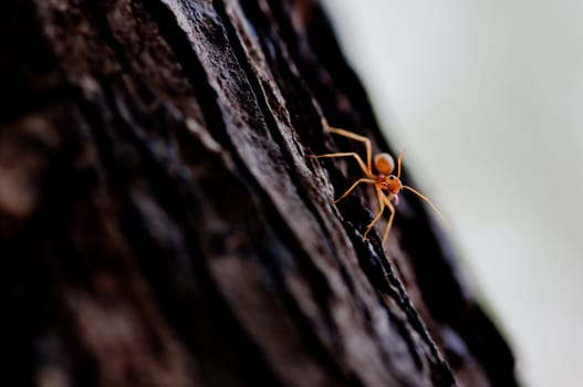 picture of red ant on a tree