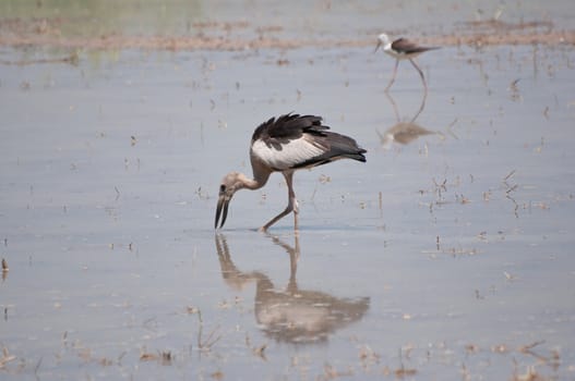 Open billed Stork bird, Anastomus oscitans in the water