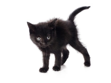 Scared black kitten isolated on white background