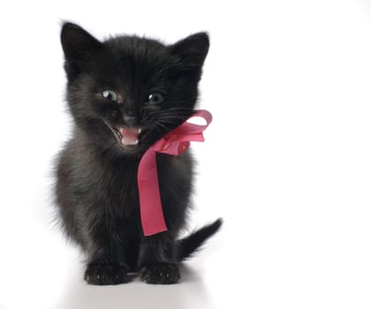 Small kitten with ribbon isolated on white background