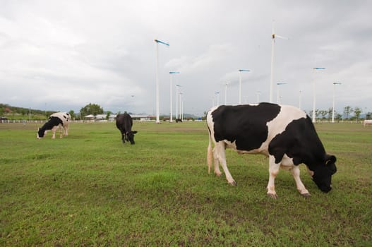 Cows on green meadow 