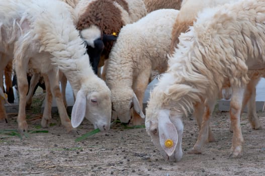 This picture  is sheeps in a farm