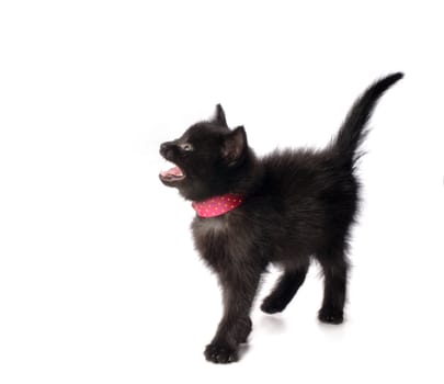 Small kitten with ribbon isolated on white background