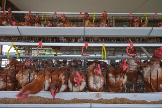 Red chickens in cell sections 