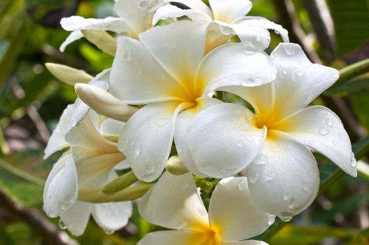 Frangipani, Plumeria, Templetree colorful flower