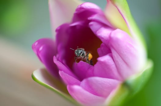 bee in purple water lily