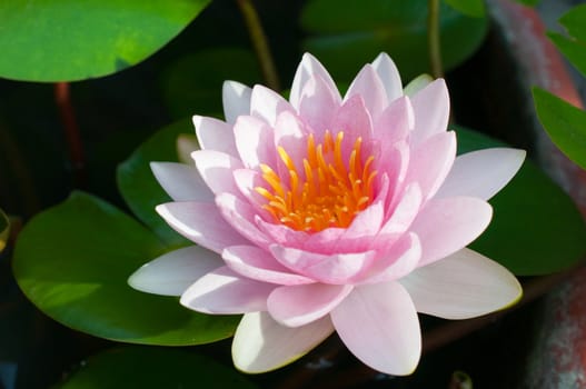 purple water lily in the pond