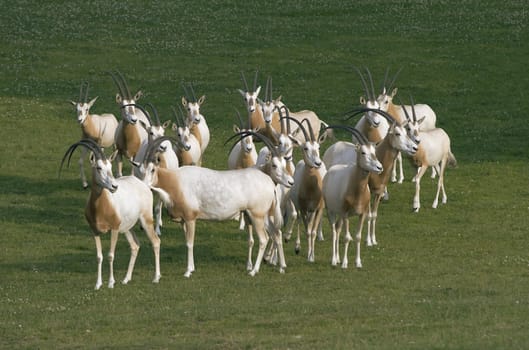 Herd of antelopes grazing on a meadow