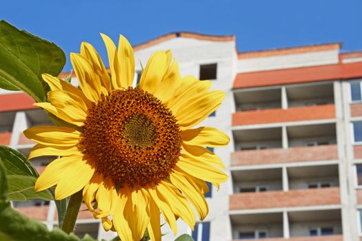 Sunflower against modern building background in fine summer day close-up