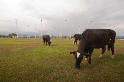Cows on green meadow 