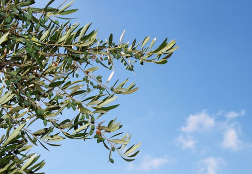 Fresh green olive tree branch against blue sky