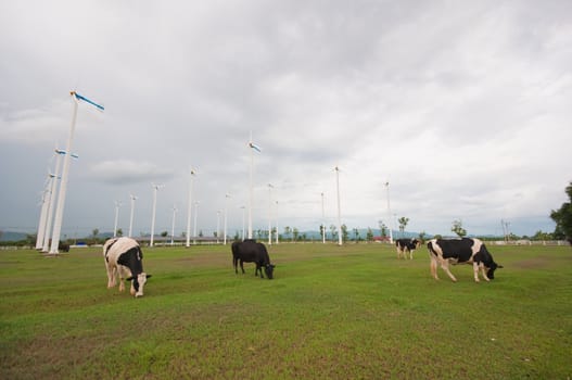 Cows on green meadow 