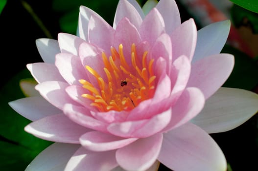 purple water lily in the pond