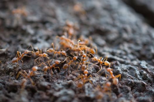 red ants on the tree