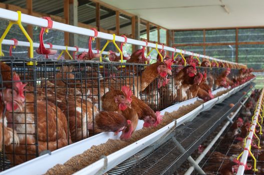 Red chickens in cell sections 