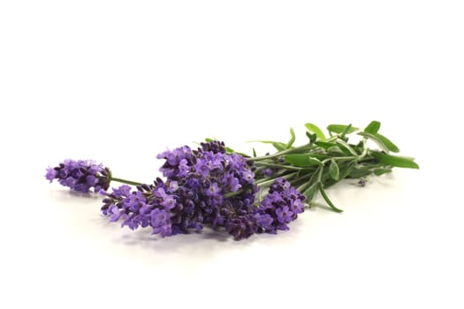 fresh lavender with purple flowers and leaves on a bright background