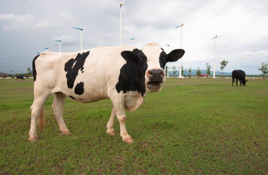 Cows on green meadow 