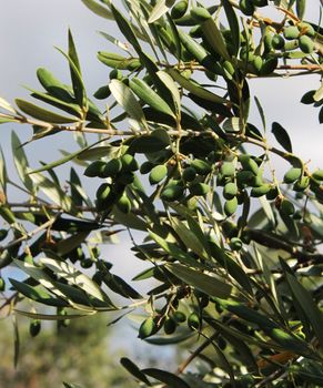 Young green olives growing in olive tree branch