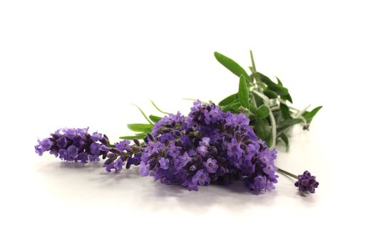 purple lavender flowers and leaves on a light background