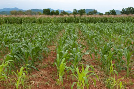 the landscape of corn farm 