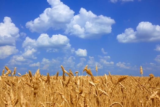 Field with yellow ripening wheat in fine summer day