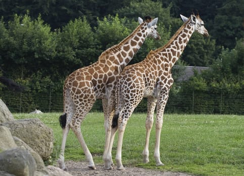 Two giraffes standing on green grass in a zoo