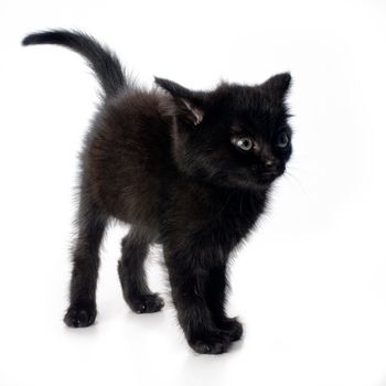 Scared black kitten isolated on white background