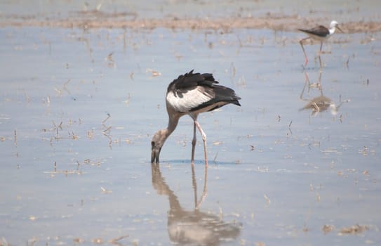 Open billed Stork bird, Anastomus oscitans in the water