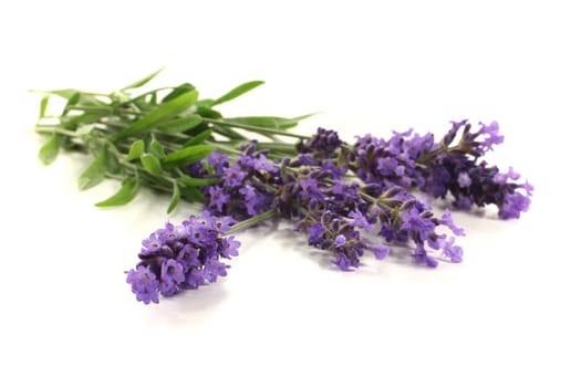 fresh purple lavender flowers and leaves on a bright background