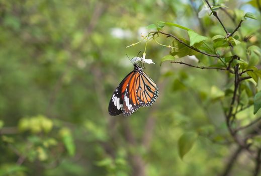 colorful butterfly on green tree
