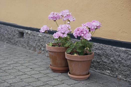 Potted flowers in a street of a european town