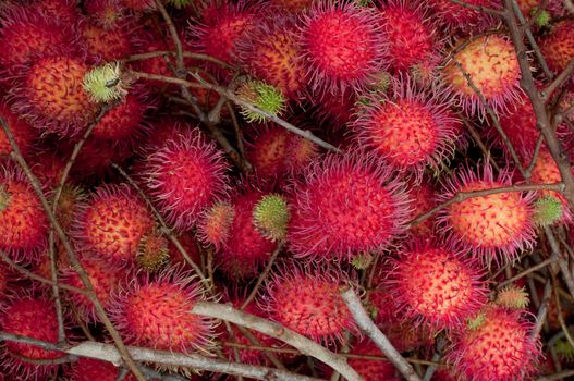 group of red rambutan,Thai fruit